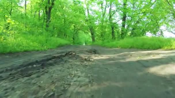 Carretera en bosque — Vídeo de stock