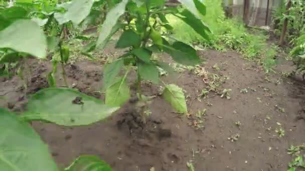 Calabacines en el jardín — Vídeo de stock