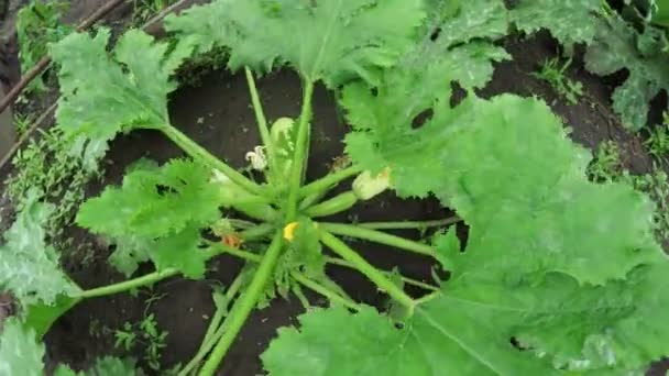 Calabacines en el jardín — Vídeo de stock