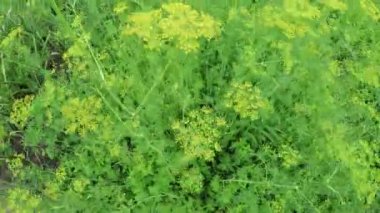 Çiçekli dereotu niteliğine