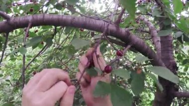 Malzeme çekme çilek niteliğine