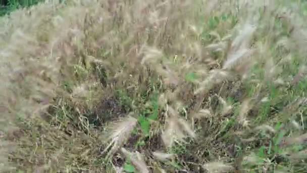 Cultivo de heno de hierba — Vídeos de Stock