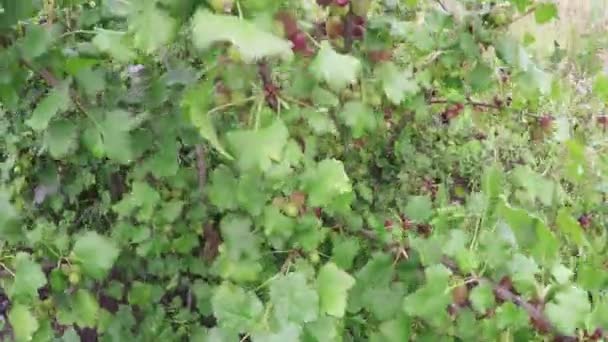 Krusbär bush på naturen — Stockvideo