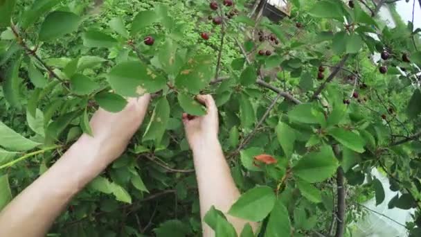 Picking berries on nature — Stock Video