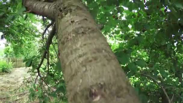 Zralé třešně na přírodu — Stock video