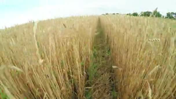 Path in wheat field — Stock Video