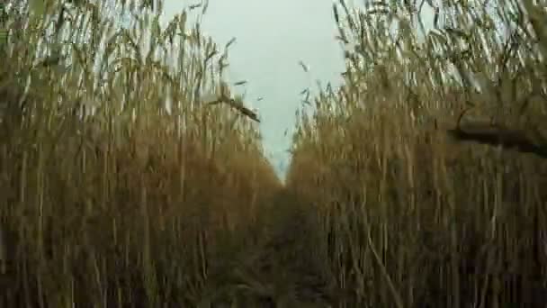 Camino en el campo de trigo — Vídeo de stock