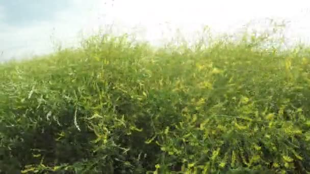 Дикие цветы в поле — стоковое видео