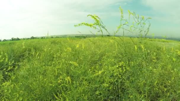 Wilde bloemen in veld — Stockvideo