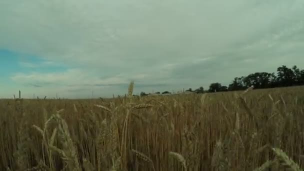 Camino en el campo de trigo — Vídeo de stock