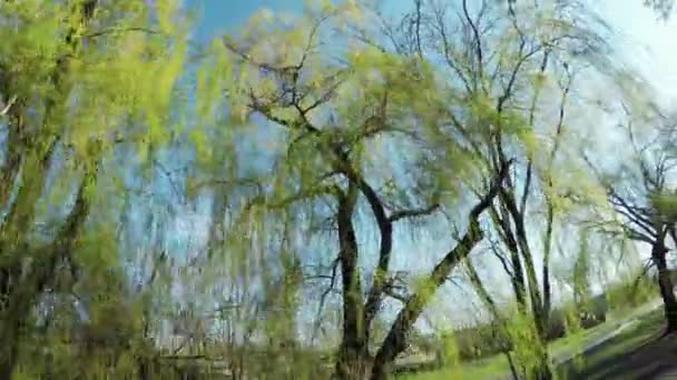 Blossoming willow on nature — Stock Video