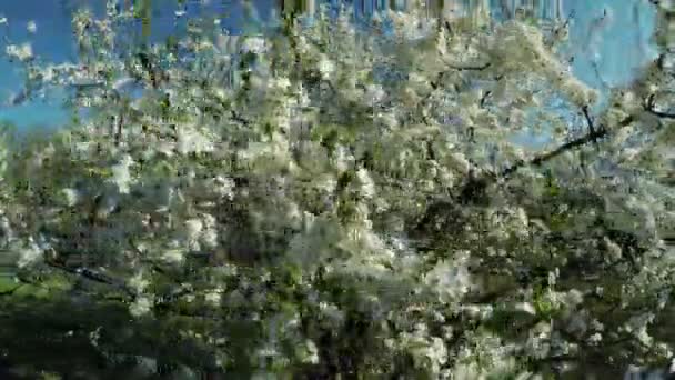 Flowering cherry on nature — Stock Video