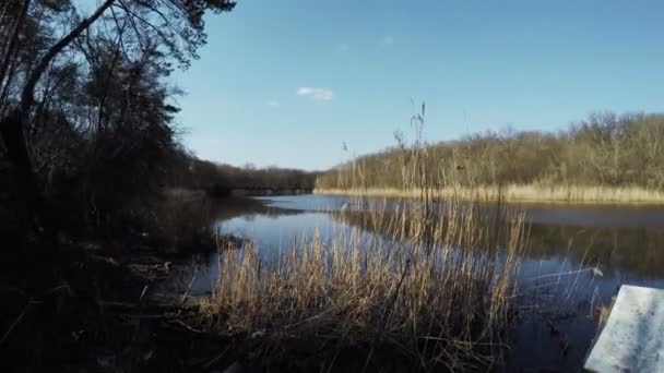 River bank on nature — Stock Video