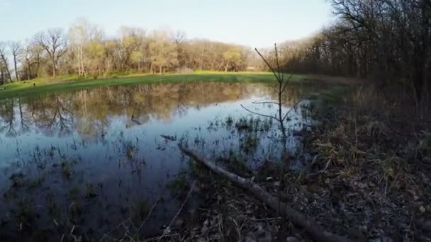 自然の森の湧き水 — ストック動画