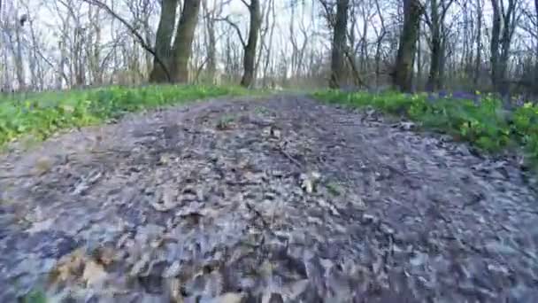 Forêt printanière sur nature 