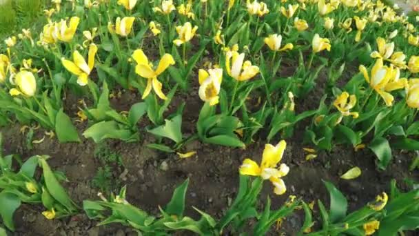 Tulipanes amarillos en Park — Vídeo de stock