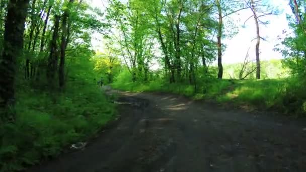 Carretera en bosque — Vídeo de stock