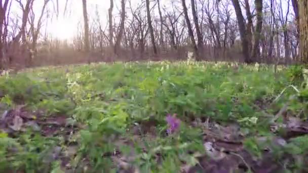 Floresta de primavera na natureza — Vídeo de Stock