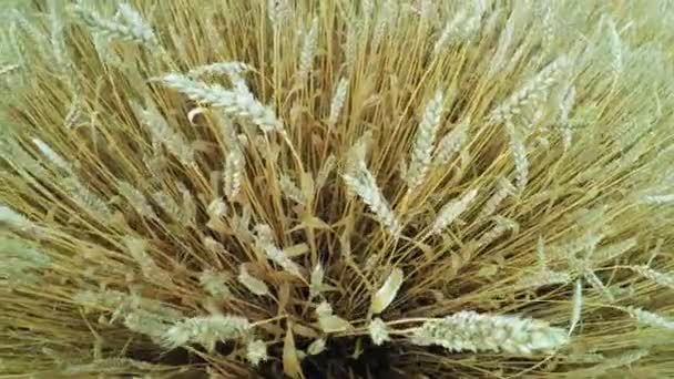 Wheat field on nature — Stock Video