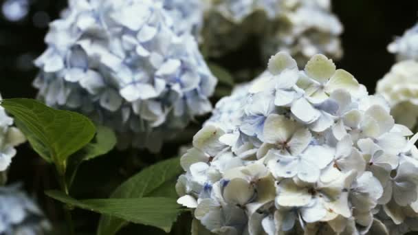 Hortensia árbol en el jardín botánico — Vídeos de Stock