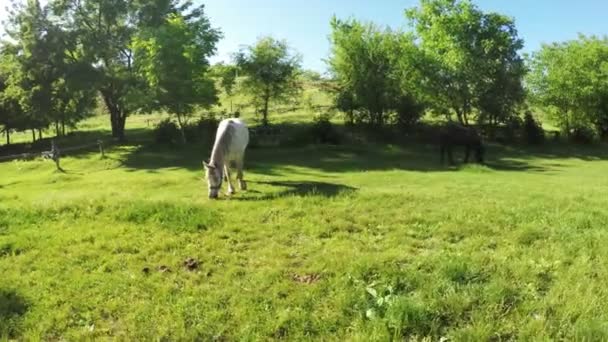 Bílý kůň pasoucí se — Stock video