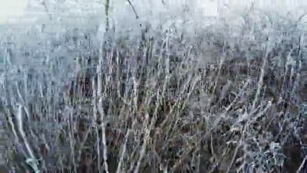 Hoarfrost on bushes — Stock Video