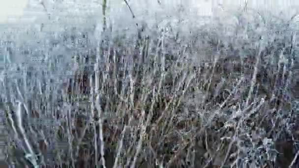 Hoarfrost en los arbustos — Vídeos de Stock