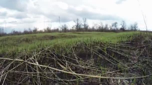 Herbe sur la scène du feu — Video