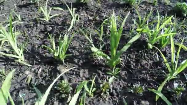 Sprouts garden flowers — Stock Video