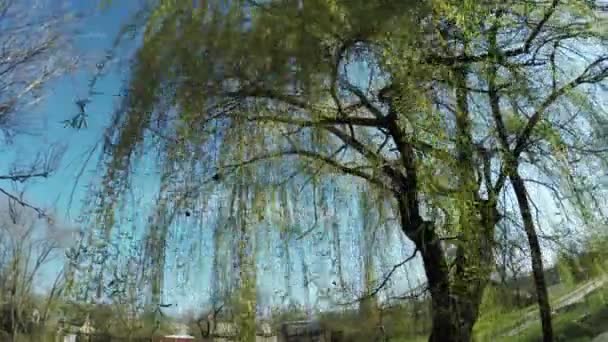 Blossoming willow on nature — Stock Video