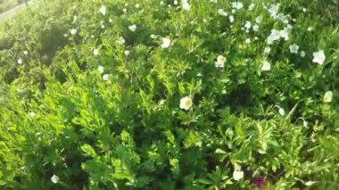 Çiçekli Anemone niteliğine