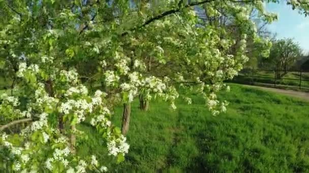 Blütenbirne auf der Natur — Stockvideo