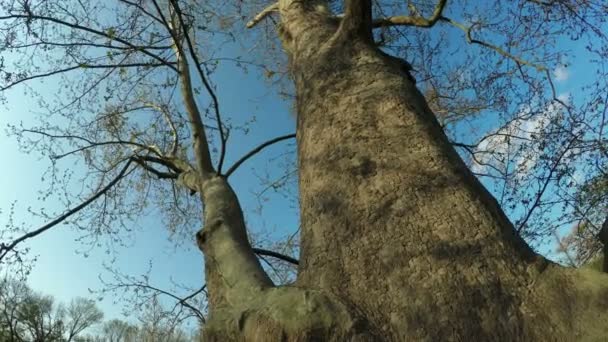 Sycamore Tree on nature — Stock Video