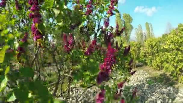 自然の花ライラック — ストック動画