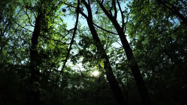 Mosquitos al atardecer — Vídeo de stock