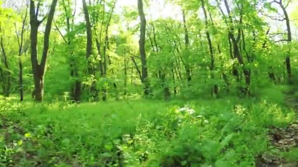 Bosque de primavera en la naturaleza — Vídeos de Stock