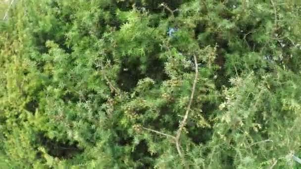 Enebro en el jardín — Vídeo de stock