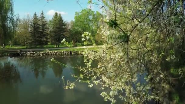 Lago en el parque — Vídeos de Stock