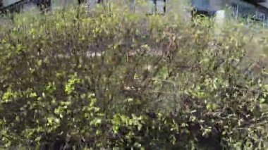 Çalılar ve çiçekler, apartman