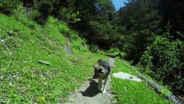 Собака на альпійських луках — стокове відео