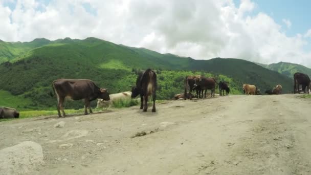 Vaca em montanhas verão — Vídeo de Stock