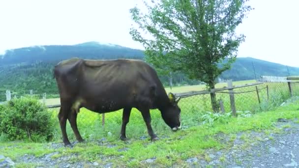 Vaca na rua da cidade — Vídeo de Stock