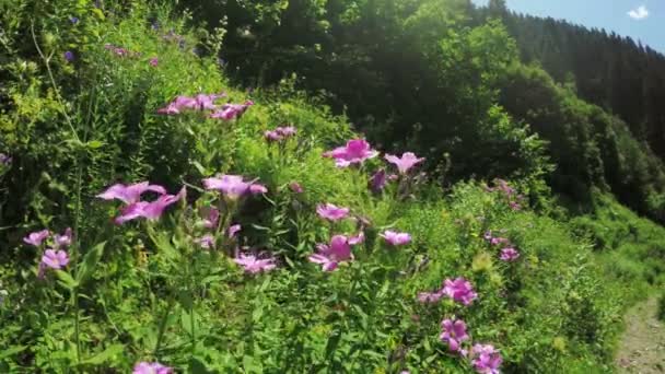 Alpine äng med stora blommor — Stockvideo