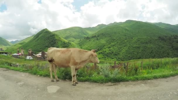 Cow in mountains summer — Stock Video