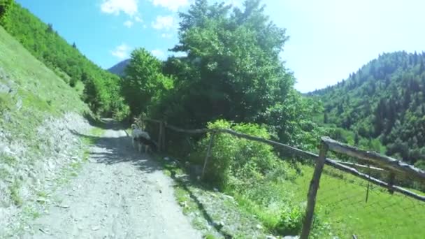 Cerca em montanhas com cão — Vídeo de Stock