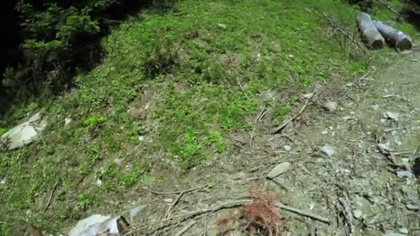 Падение стволов деревьев на землю — стоковое видео