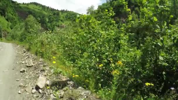 Flores de carretera de montaña — Vídeo de stock