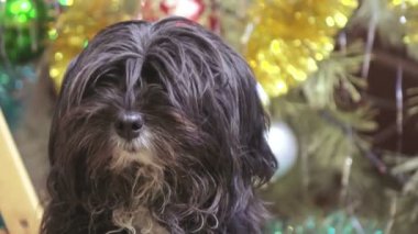 Noel ağacı, eve köpek