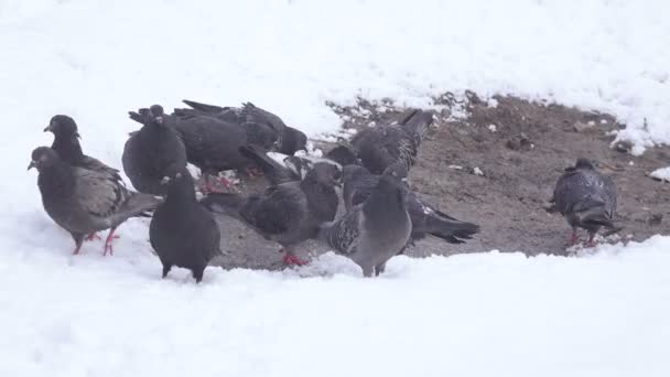 Pigeons in snow winter — Stock Video