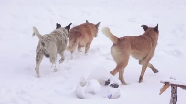 Streunende Hunde im Schnee — Stockvideo